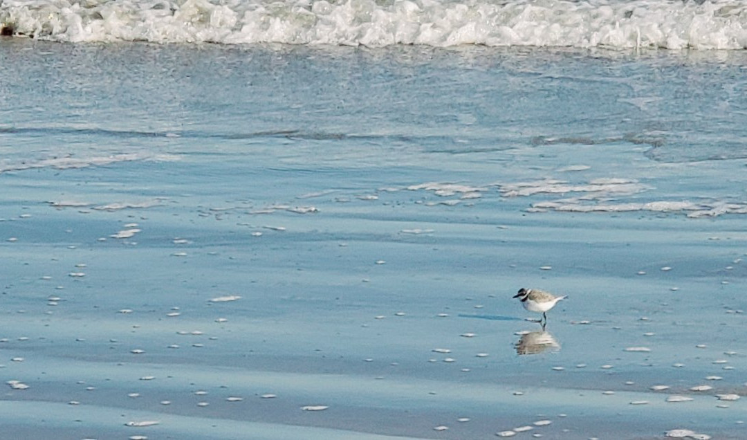 Beach Loop-科珀斯克里斯蒂市必去景点