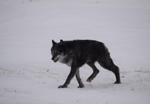 Sahtu Adventures-Norman Wells必去景点