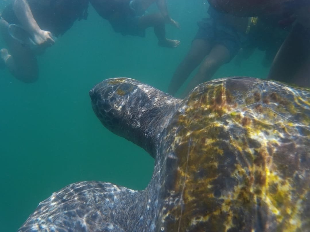 Nuro beach-Organos必去景点