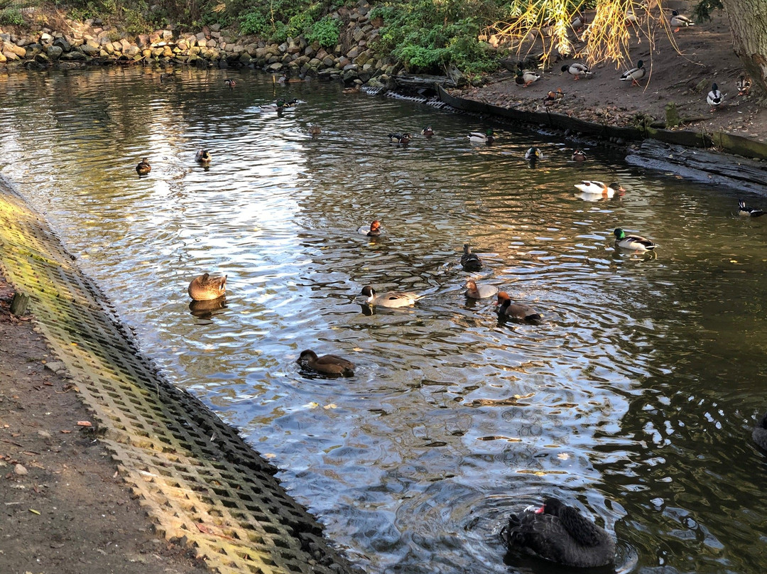 Heimattierpark Greifswald景点图片