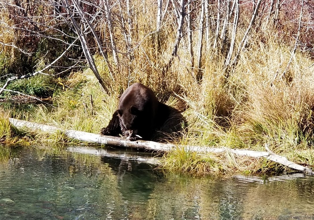 泰勒河游客中心-南太浩湖必去景点