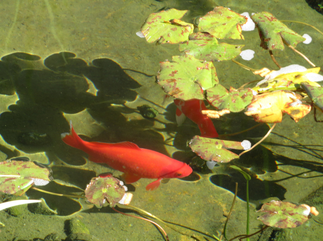 太平洋丛林镇贝斯特韦斯特套房酒店主图