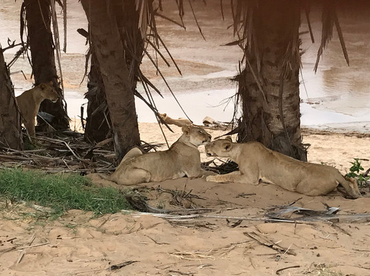 Desmus Safaris Kenya-瓦塔木必去景点