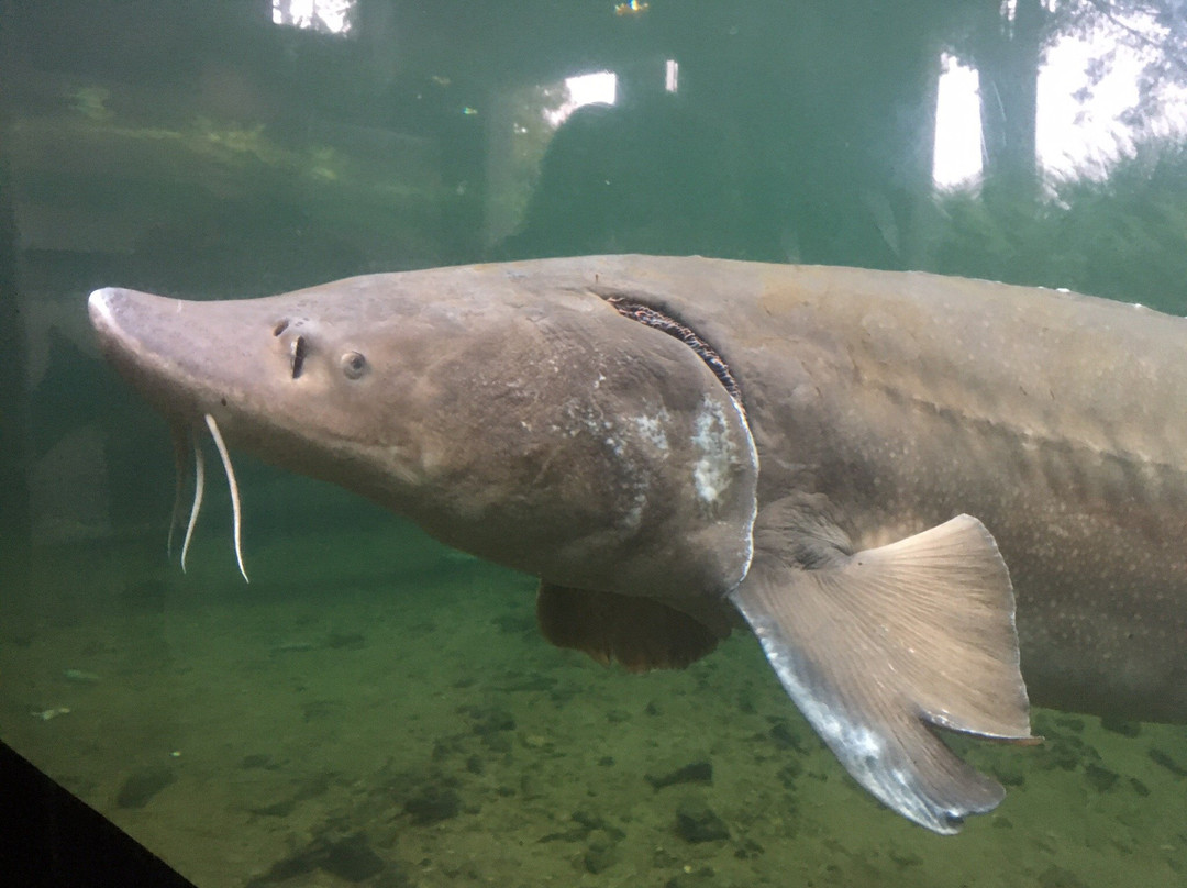 Sturgeon Viewing Pond and Interpretive Center-Cascade Locks必去景点