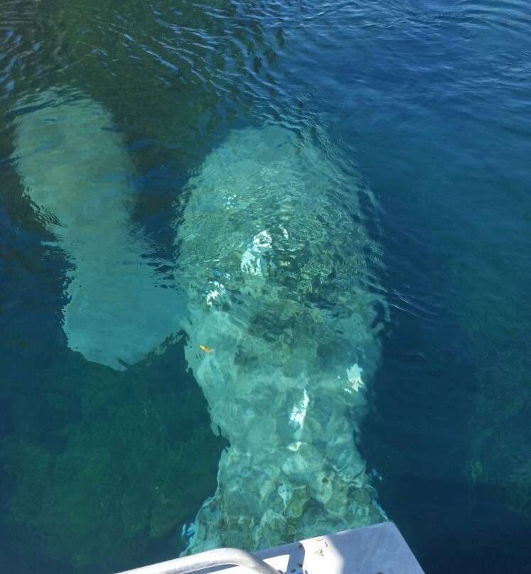 Captain Tom's Custom Charters-Belleview必去景点