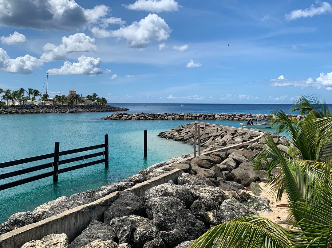 Coconut Tours-布里奇顿必去景点