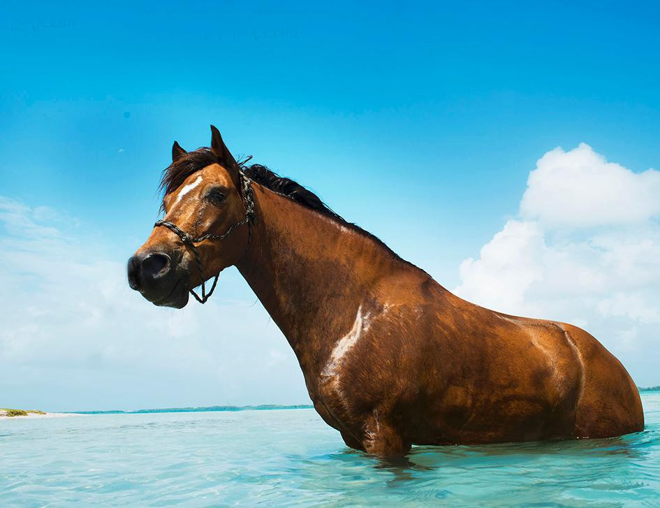 Horse Ranch Bonaire-Kralendijk必去景点