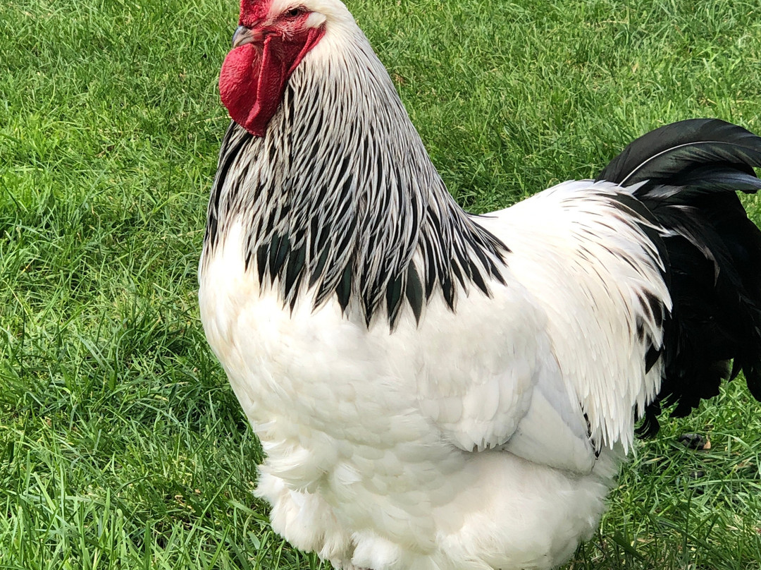 Warrook Farm-Monomeith必去景点