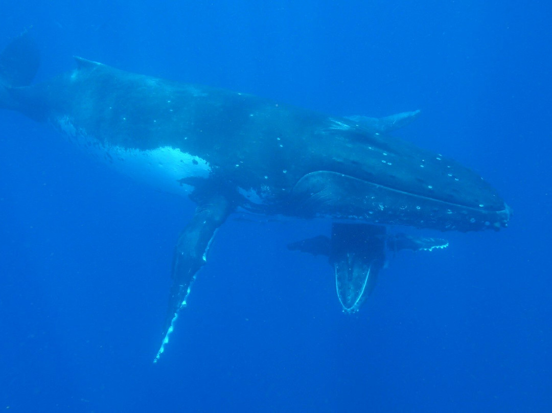 Beluga Diving Vava'u景点图片