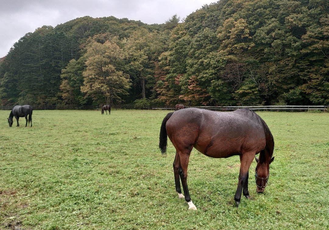 Racing Horse Grazing Farm-浦河町必去景点