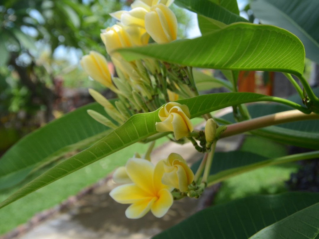 Kiarta Bali Home Boutique主图