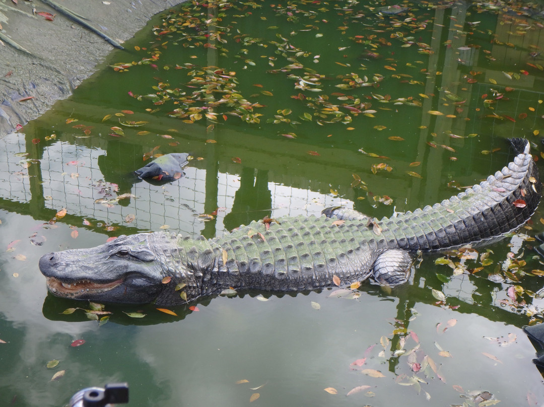 Critchlow Alligator Sanctuary景点图片