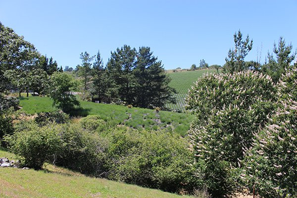 Monte-Bellaria Di California-Sebastopol必去景点