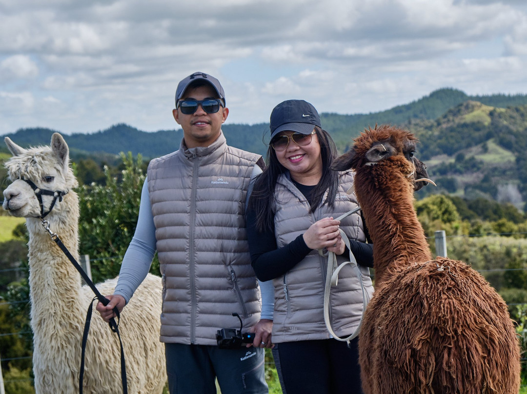 Alpaca Farm Experience景点图片