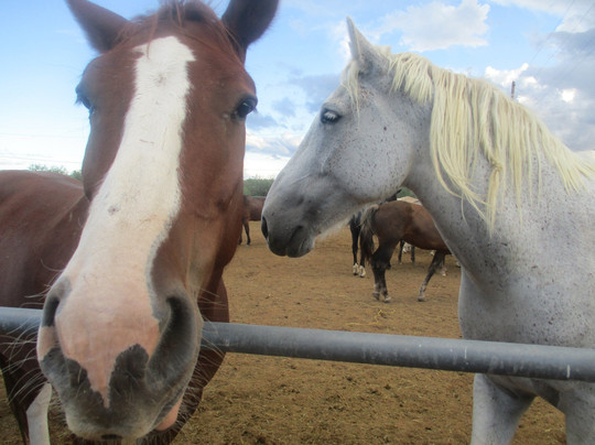 Saguaro Stables-图森必去景点