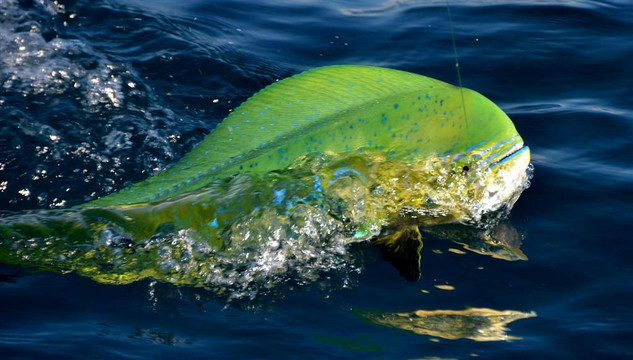 Charter Boat Distraction-橙色海湾必去景点