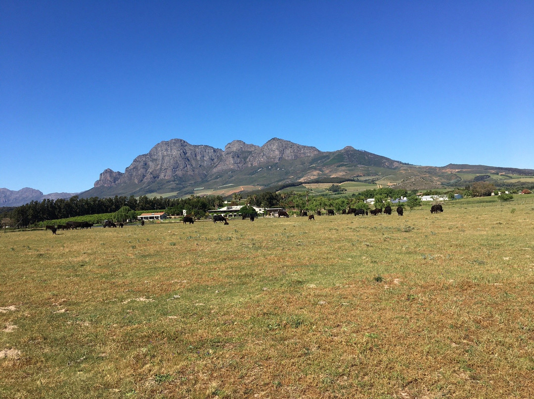 Cape Winelands Riding