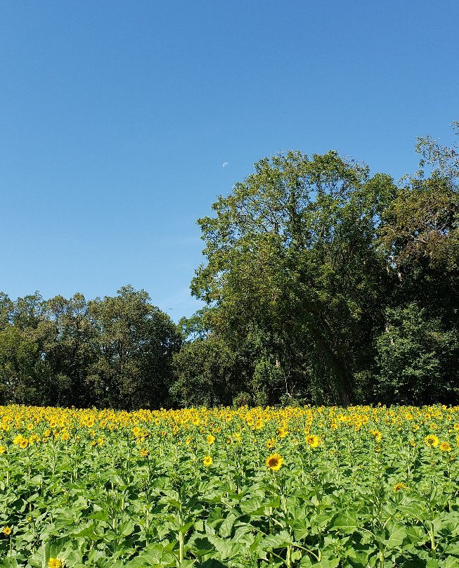 Clear Meadow Farm景点图片