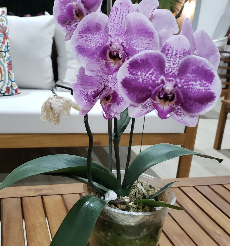 Colina de Montalva - Tarapoto主图