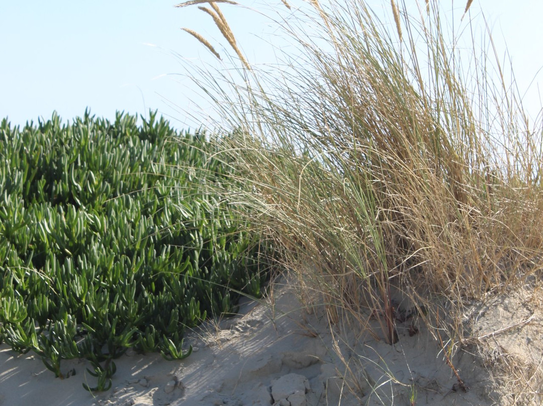 West Wittering Beach-West Wittering必去景点
