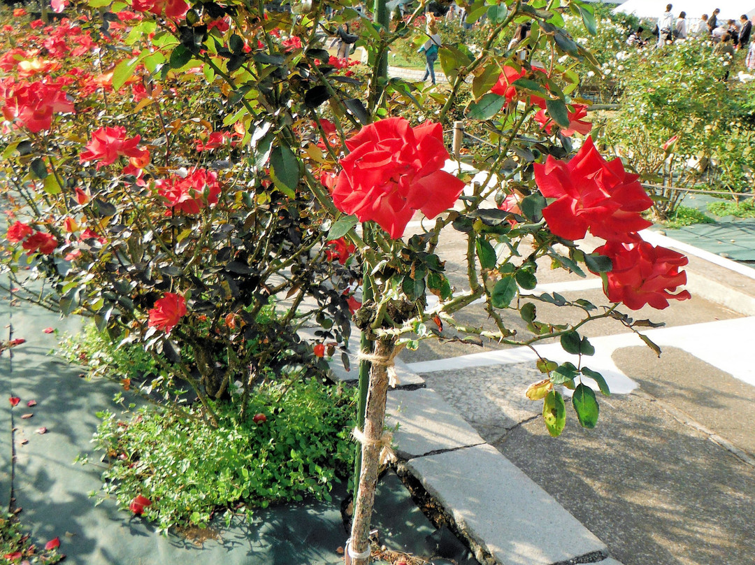 Ikuta Ryokuchi Rose Garden景点图片