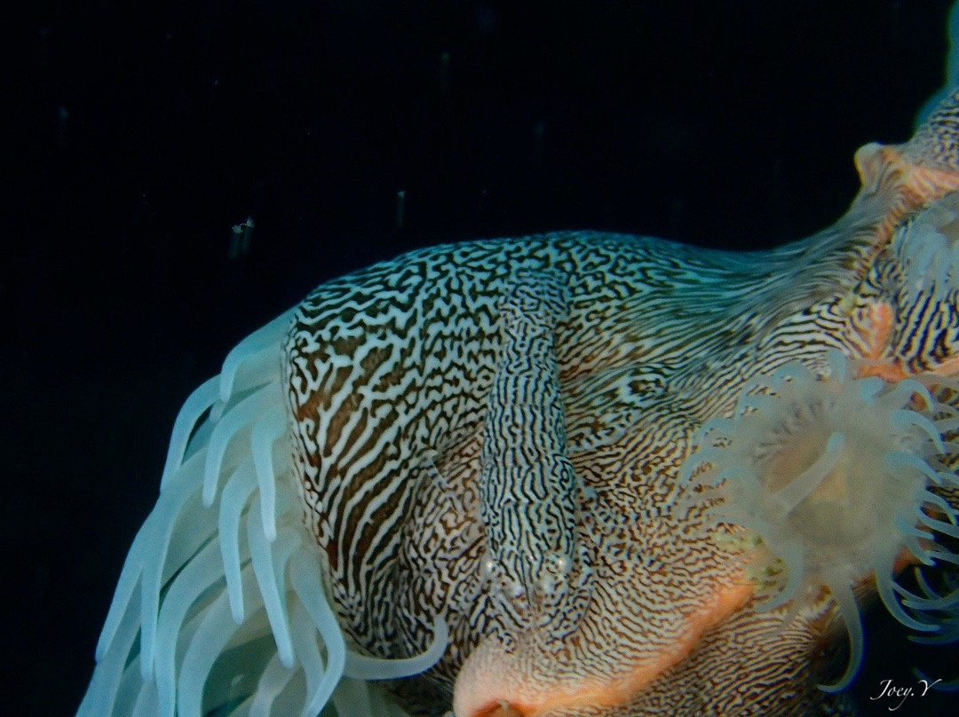 Amigo Dive Center-刁曼岛必去景点