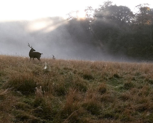 Waldhotel Forsthaus Remstecken主图