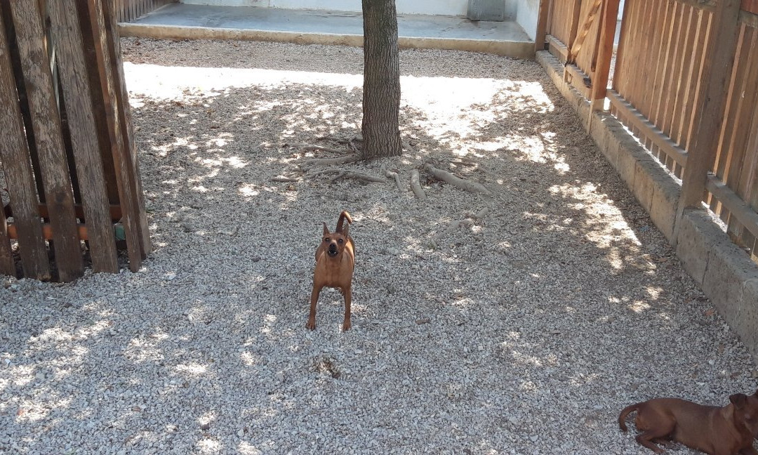 Foof - Parco e museo del cane-Mondragone必去景点