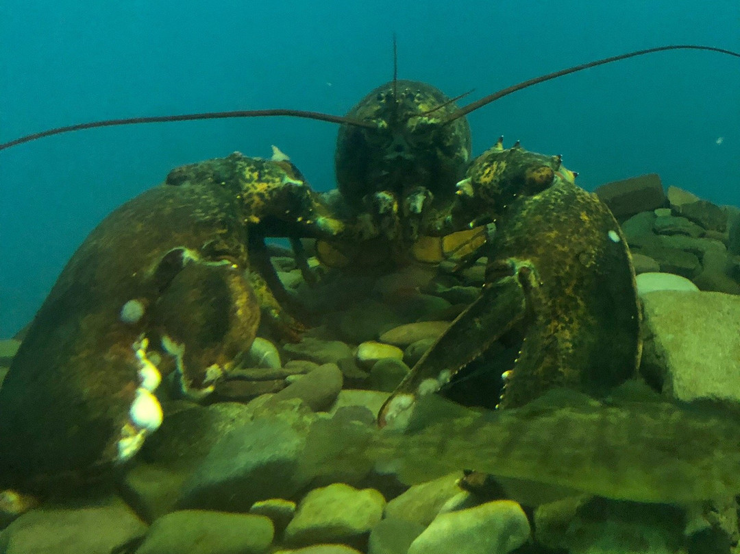 New Brunswick Aquarium and Marine Centre-Shippagan必去景点