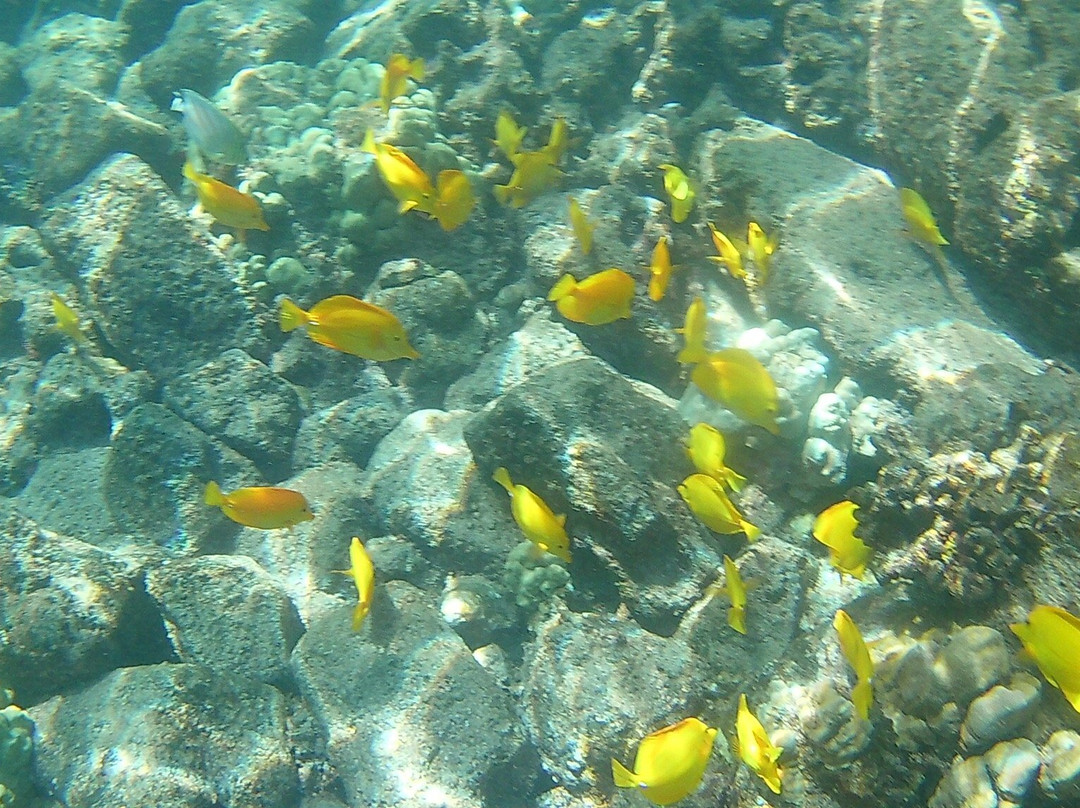 Kona Kayaks-库克船长必去景点