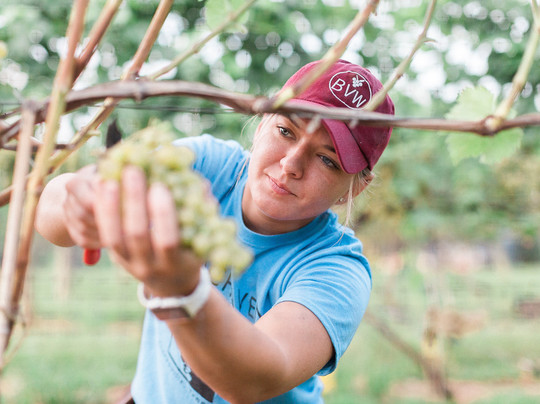 Beachaven Vineyards & Winery-克拉克斯维尔必去景点