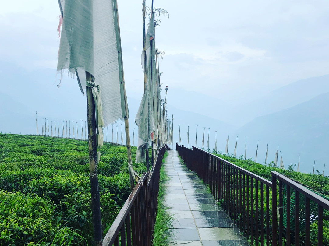Temi Tea Garden-Temi必去景点