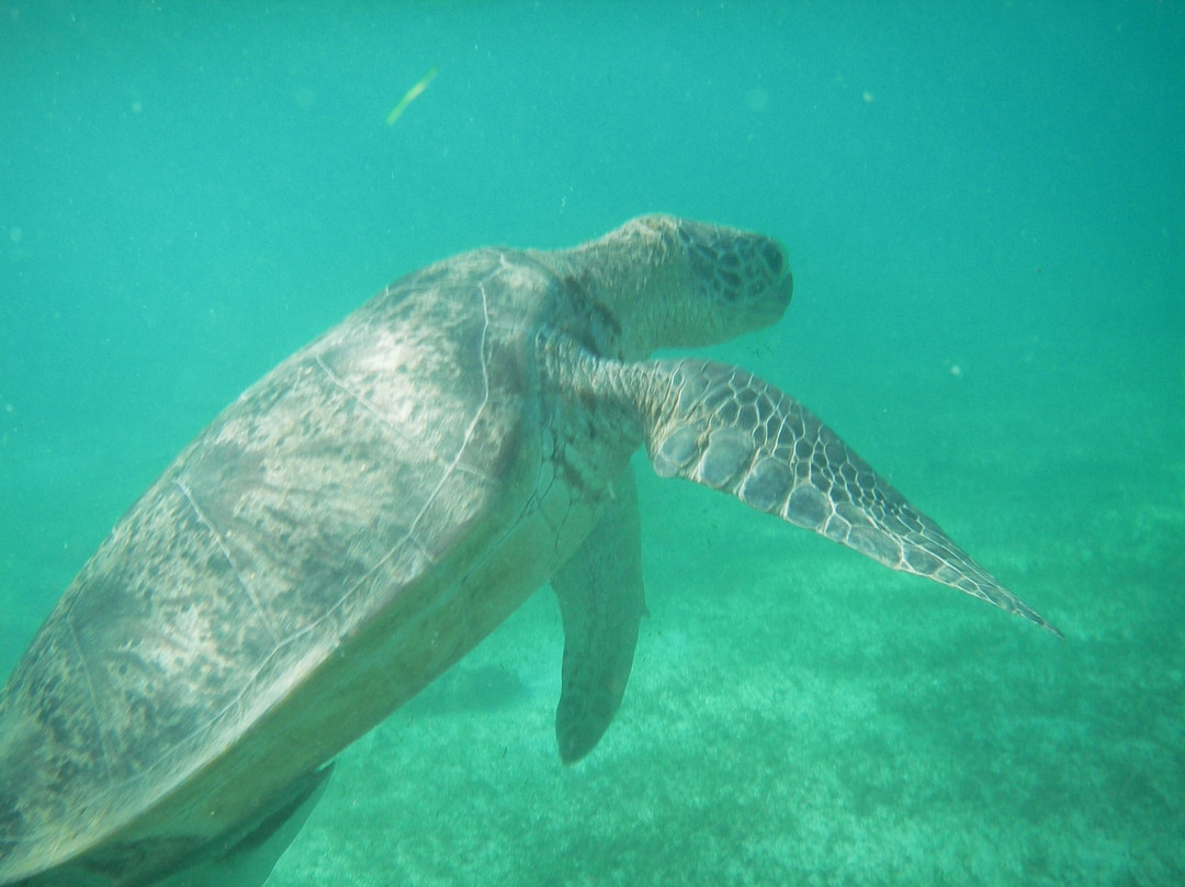 Hippocampe plongee-Mamoudzou必去景点