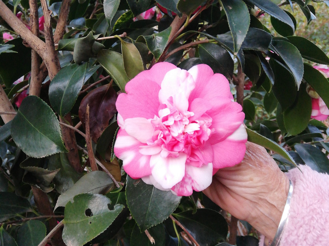 Laragh-on-Hogsback Cottages主图