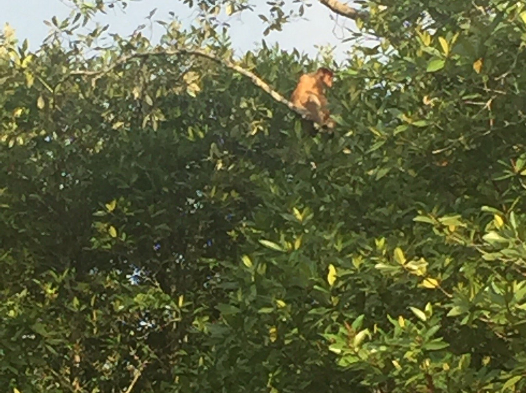 古晋湿地国家公园-古晋必去景点