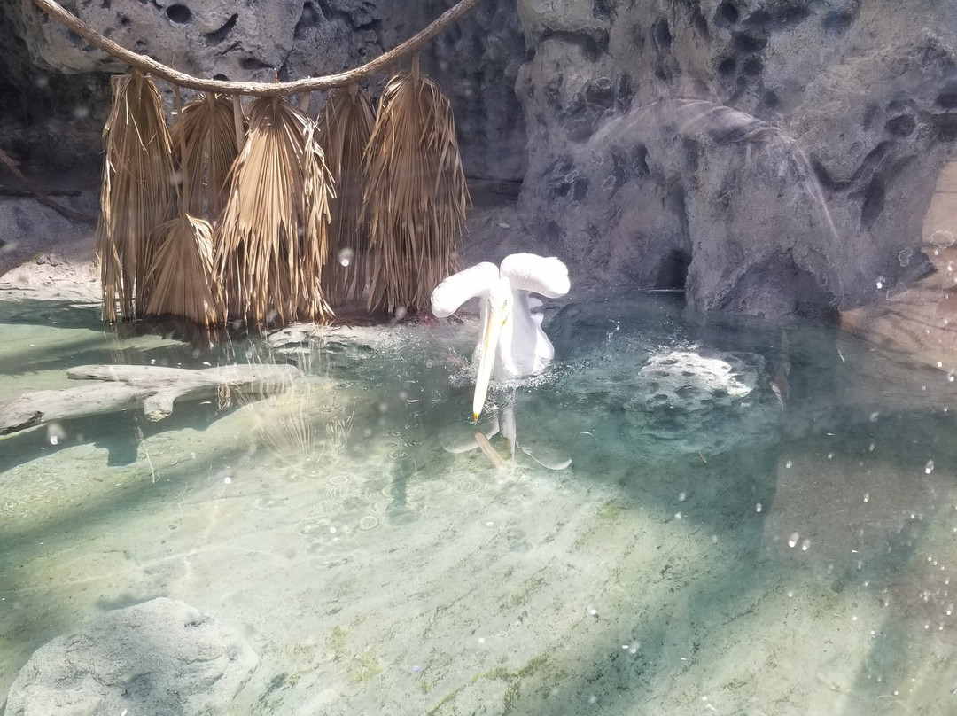 Texas State Aquarium-科珀斯克里斯蒂市必去景点