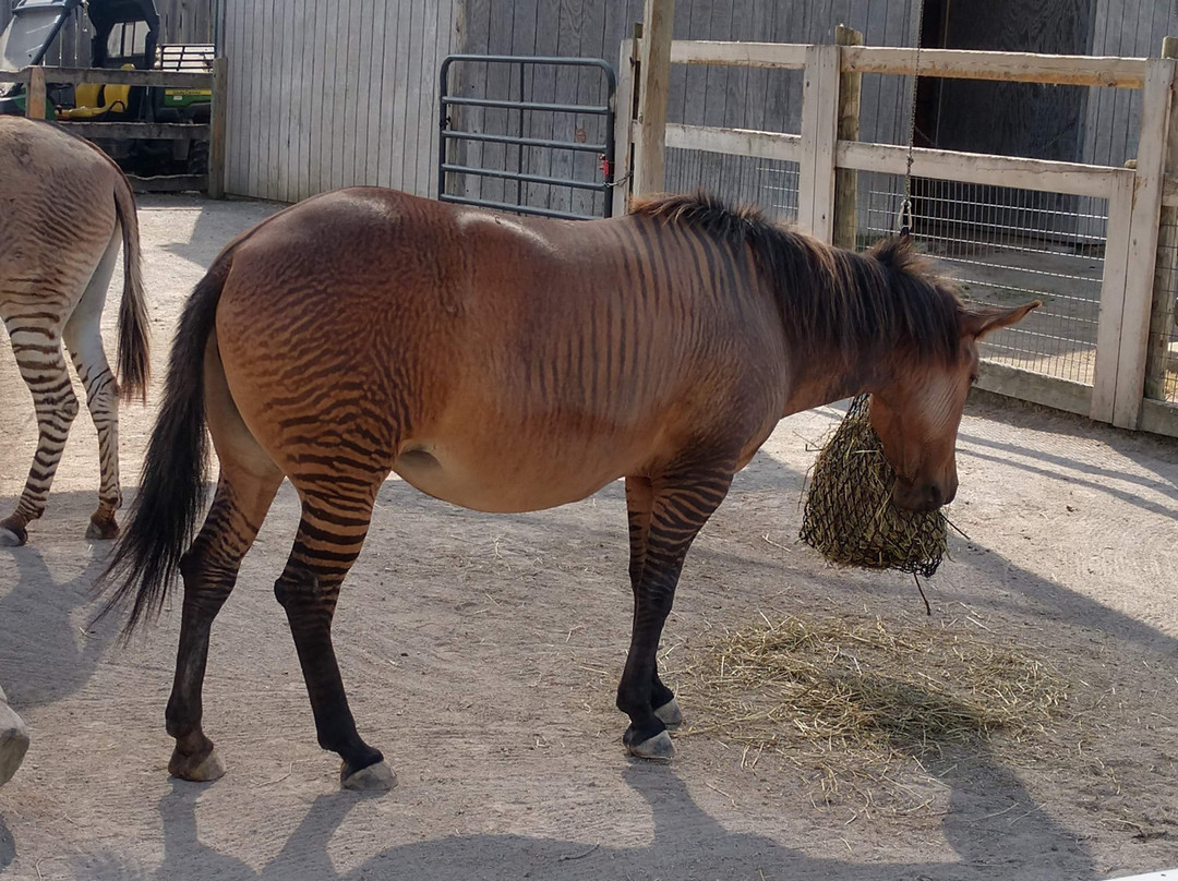 Creation Museum-Petersburg必去景点