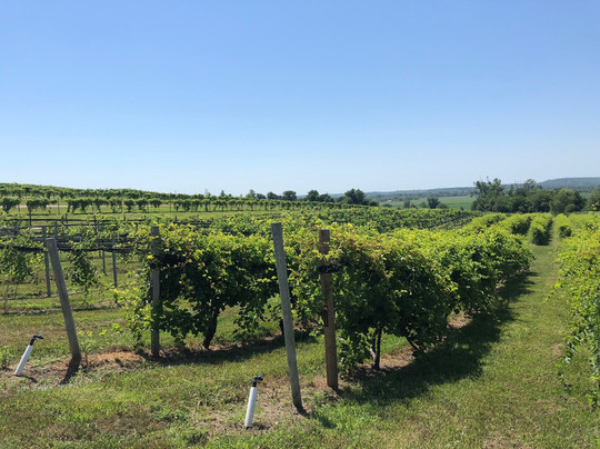 Soaring Wings Vineyard-Springfield必去景点