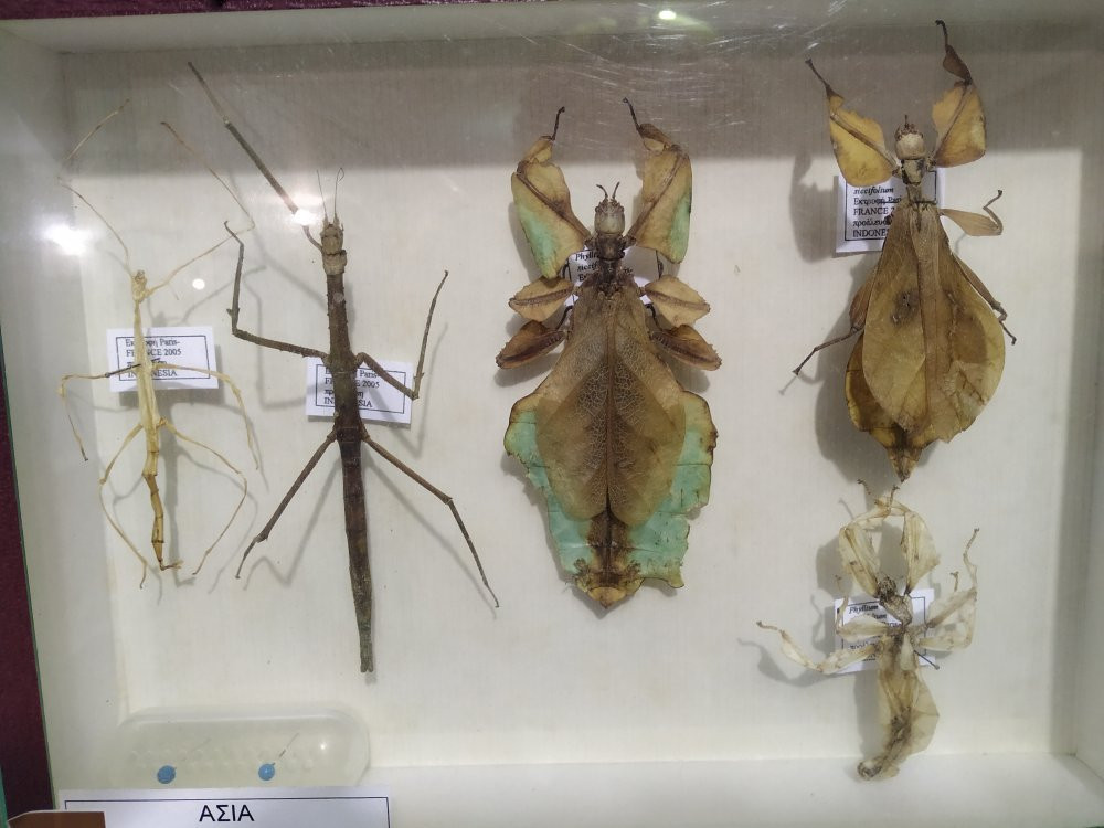 Entomological Museum of Volos-沃洛斯必去景点
