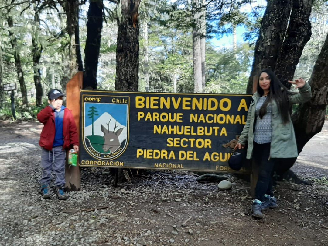 Parque Nacional Nahuelbuta景点图片