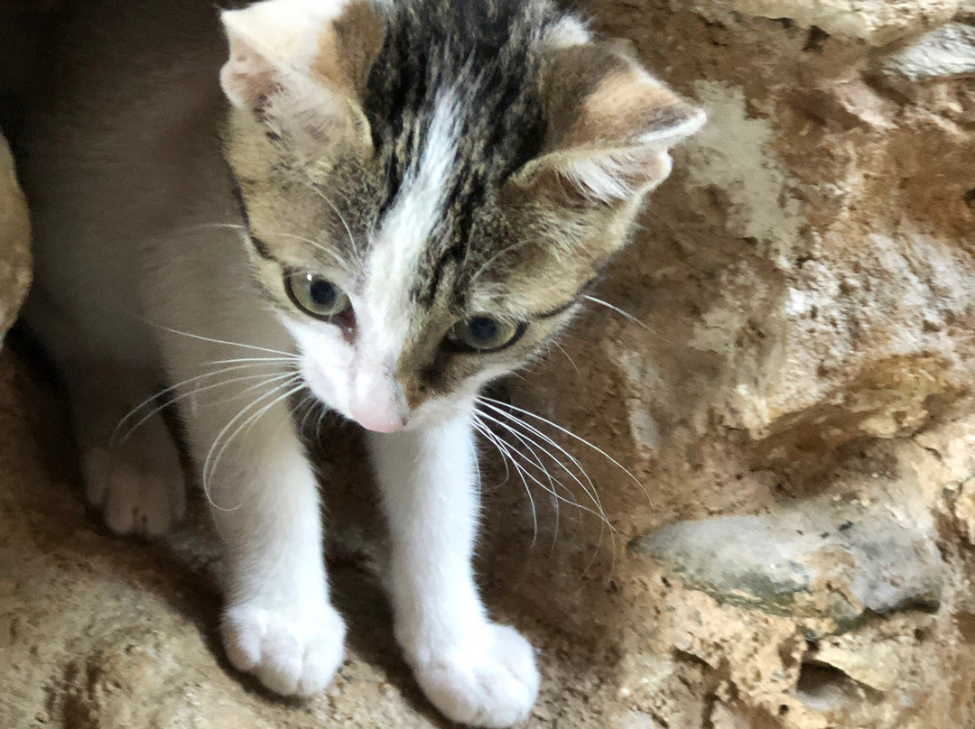 Metohi Kindelis主图