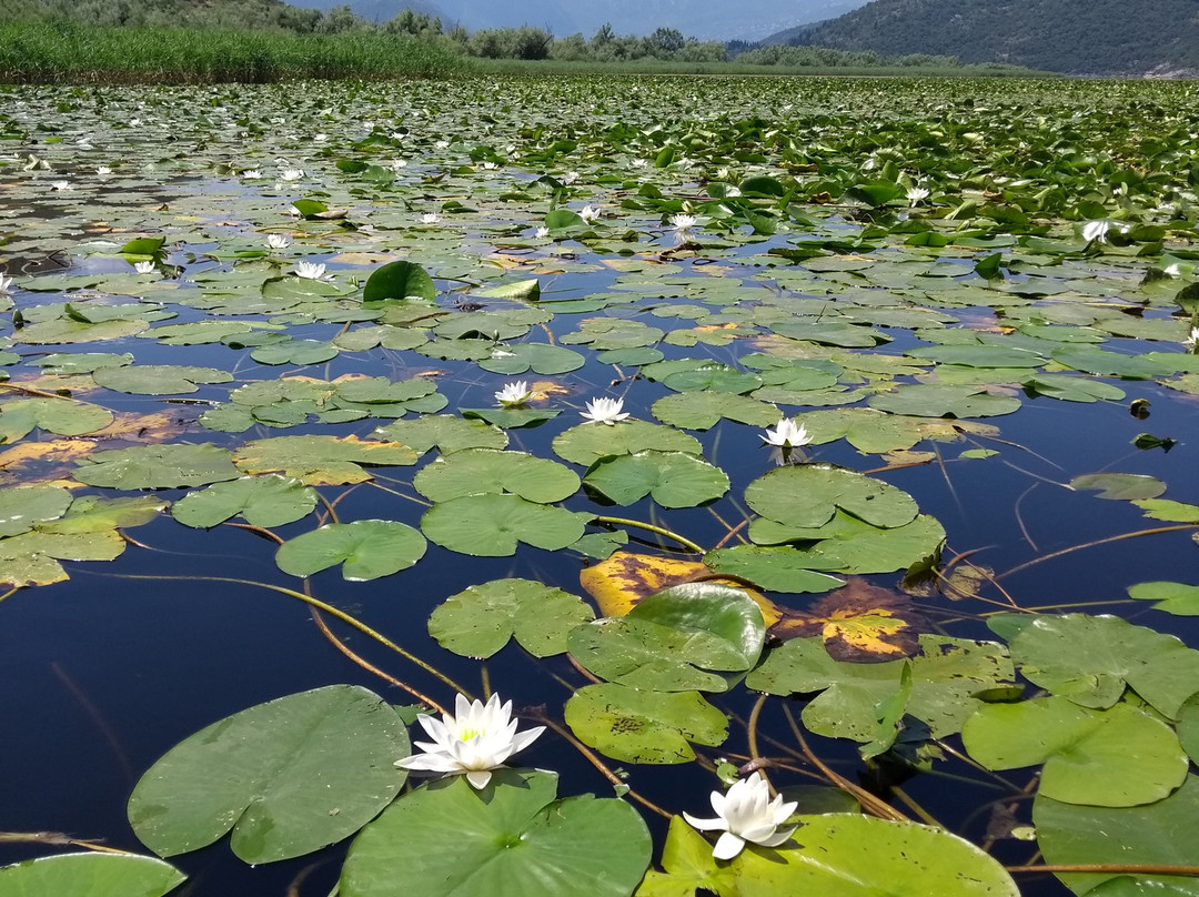 Golden Frog boat景点图片