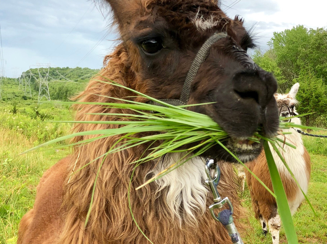 Clover Brooke Farm Llama Alpaca Hikes-海德公园必去景点