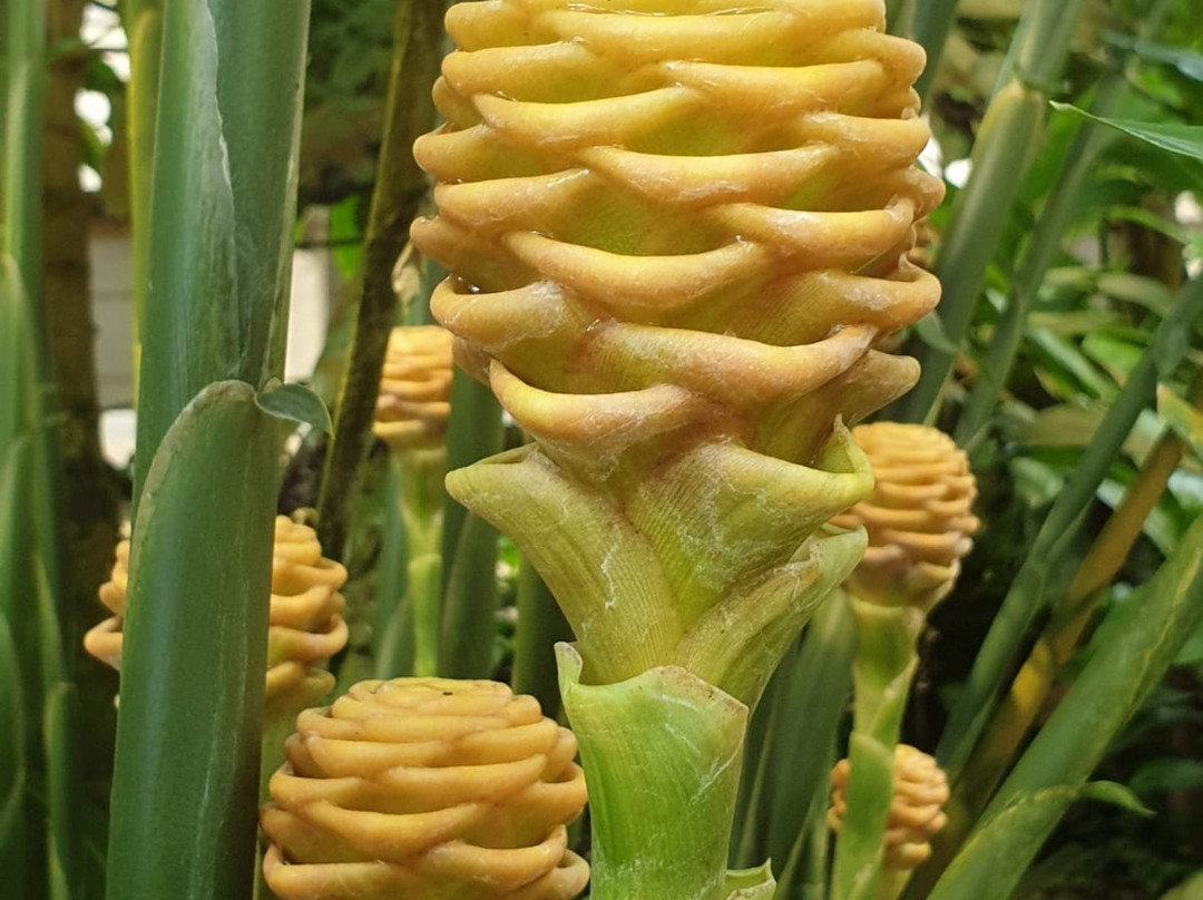 Botanischer Garten Mainz景点图片