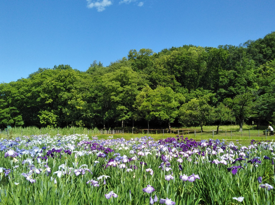Higashimurayama Shobu Matsuri-东村山市必去景点
