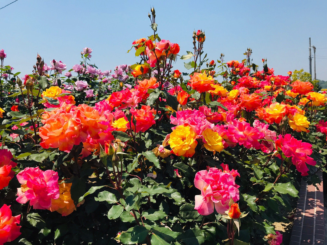 Yoshiumi Rose Park-今治市必去景点