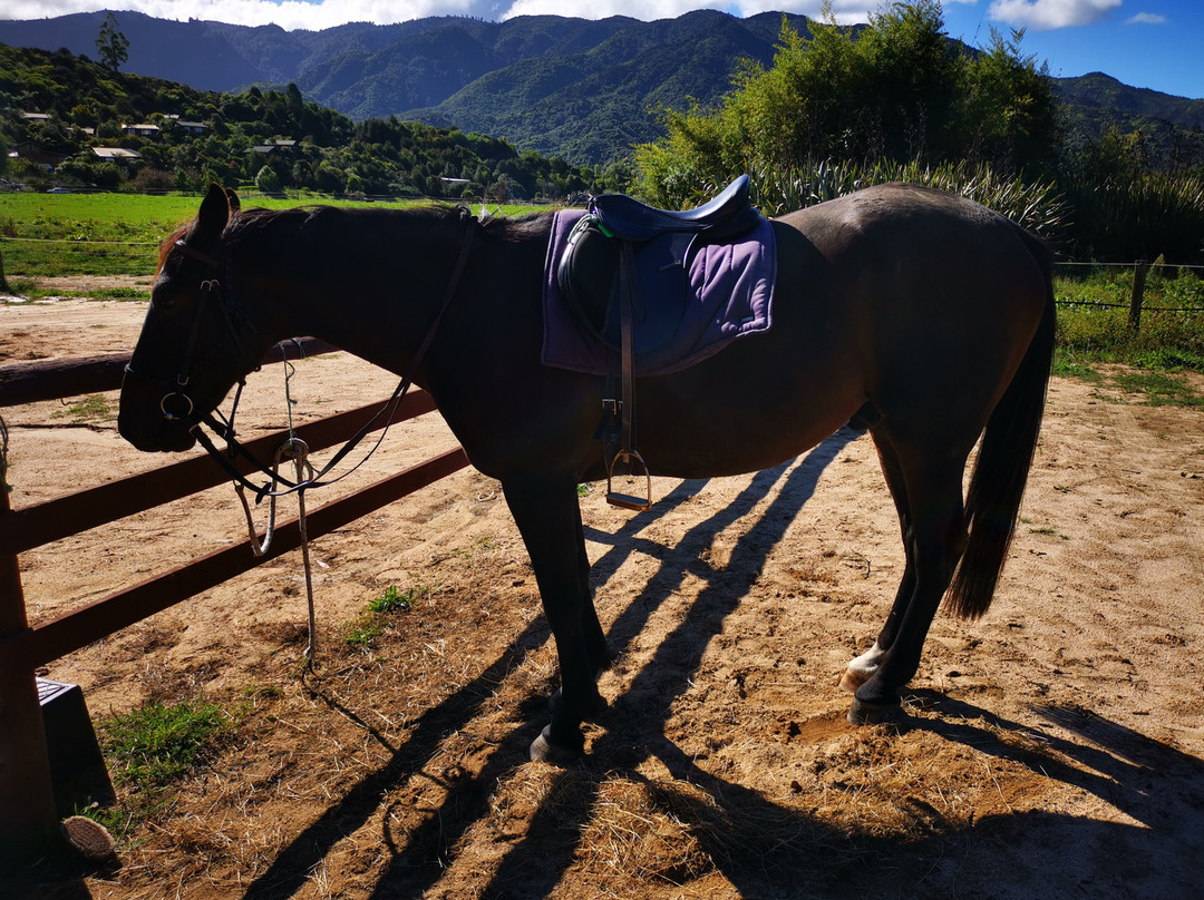 Abel Tasman Horse Trekking-玛拉豪必去景点