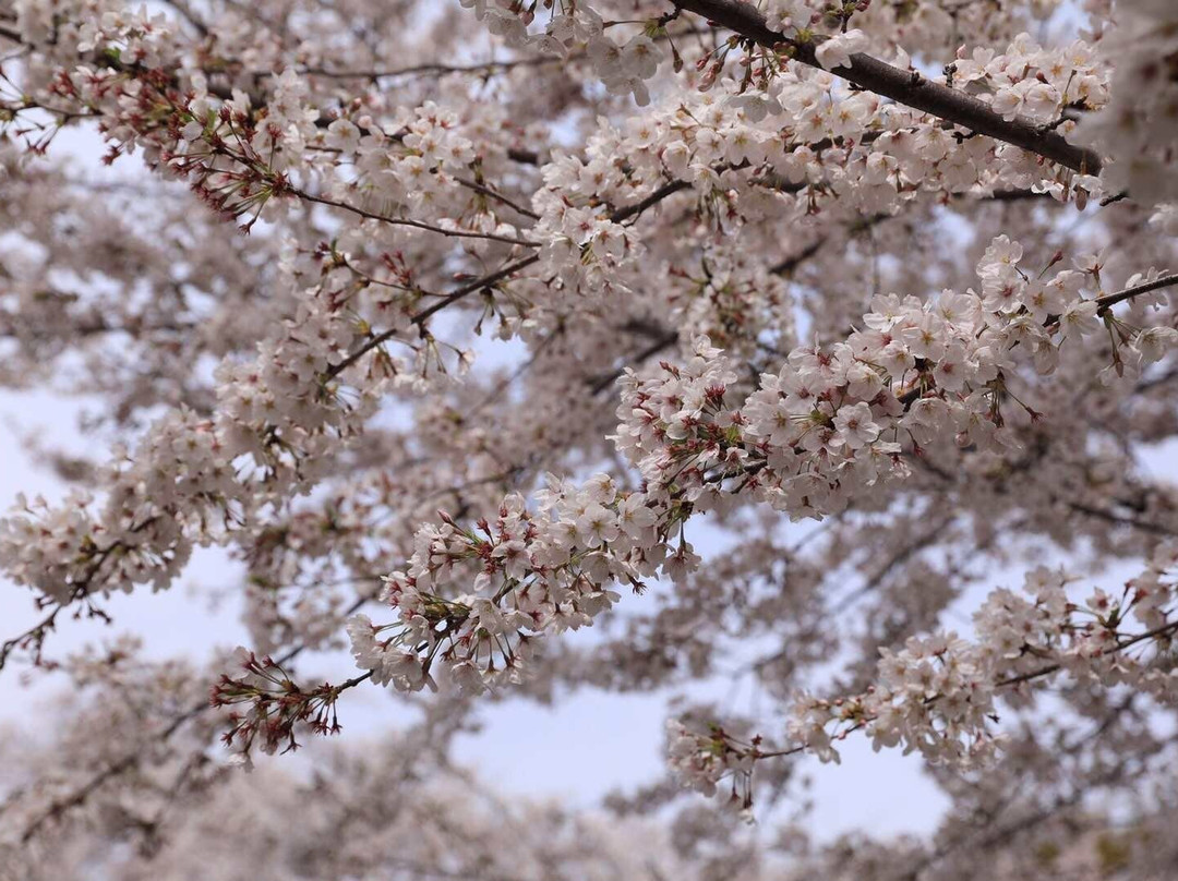 Senbon Cherry Blossom in Akagi Nammen-前桥县必去景点
