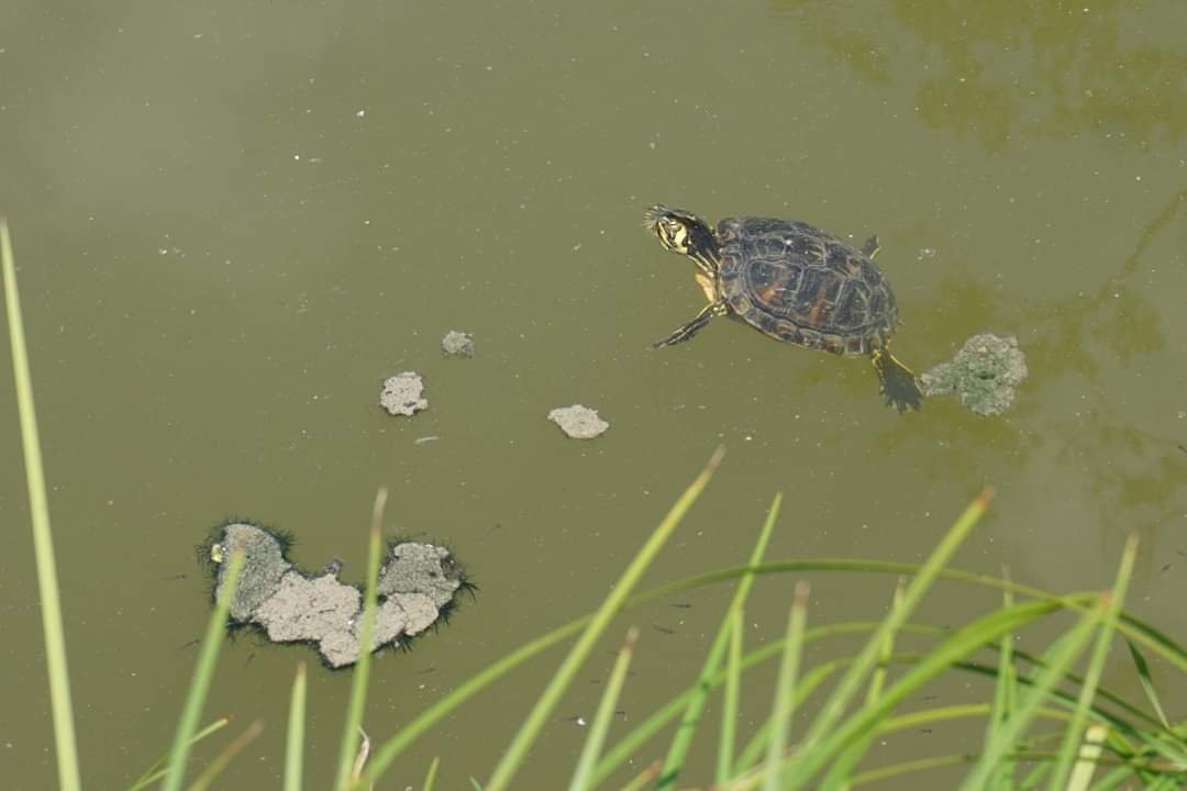 Embrach旅游攻略图片