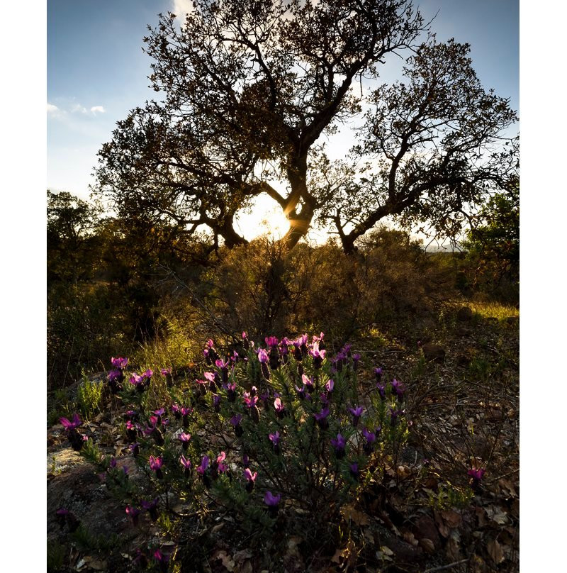 Réserve Naturelle Nationale de la Plaine des Maures-La Garde-Freinet必去景点